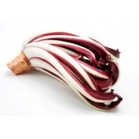 Veneto vegetables radicchio trevisano tardivo
